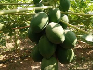 Delicious top quality red lady papayas. once turn to