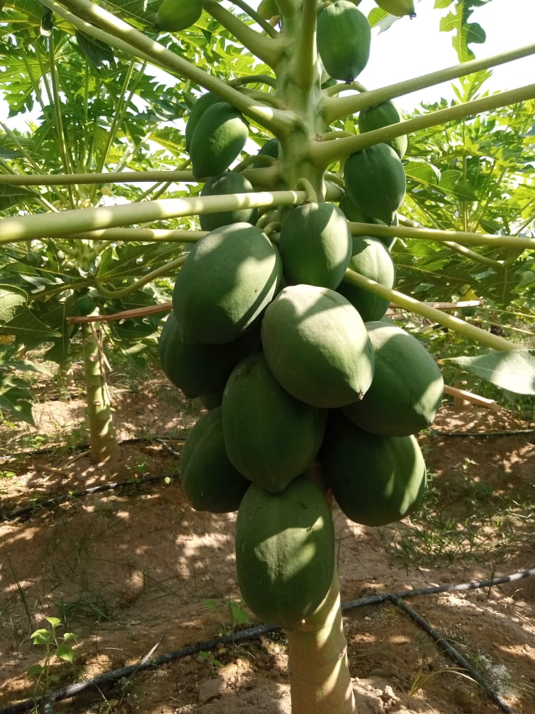 Delicious top quality red lady papayas