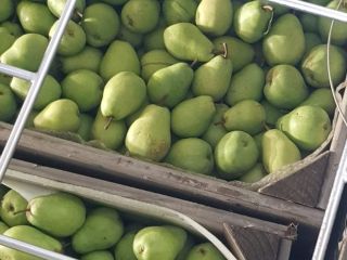 Hello, I have a Lukas pear to offer. The