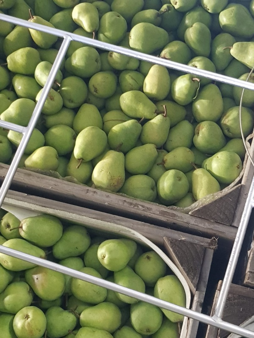 Hello, I have a Lukas pear to offer
