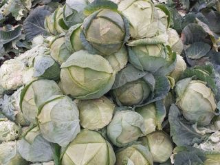 I am selling Buzau cabbage, price 80 money, in