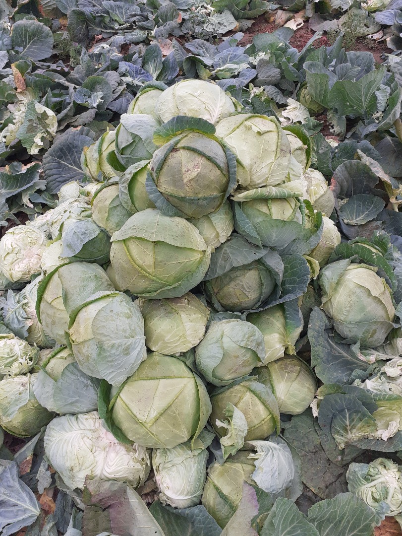 I am selling Buzau cabbage, price 80 money, in Visani Commune, Braila county, for more details, call