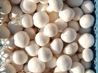 We search producers for First Class White Mushrooms whole