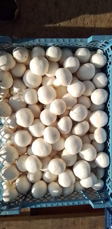 We search producers for First Class White Mushrooms whole of the Year