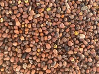 I will sell oily radish with an admixture of