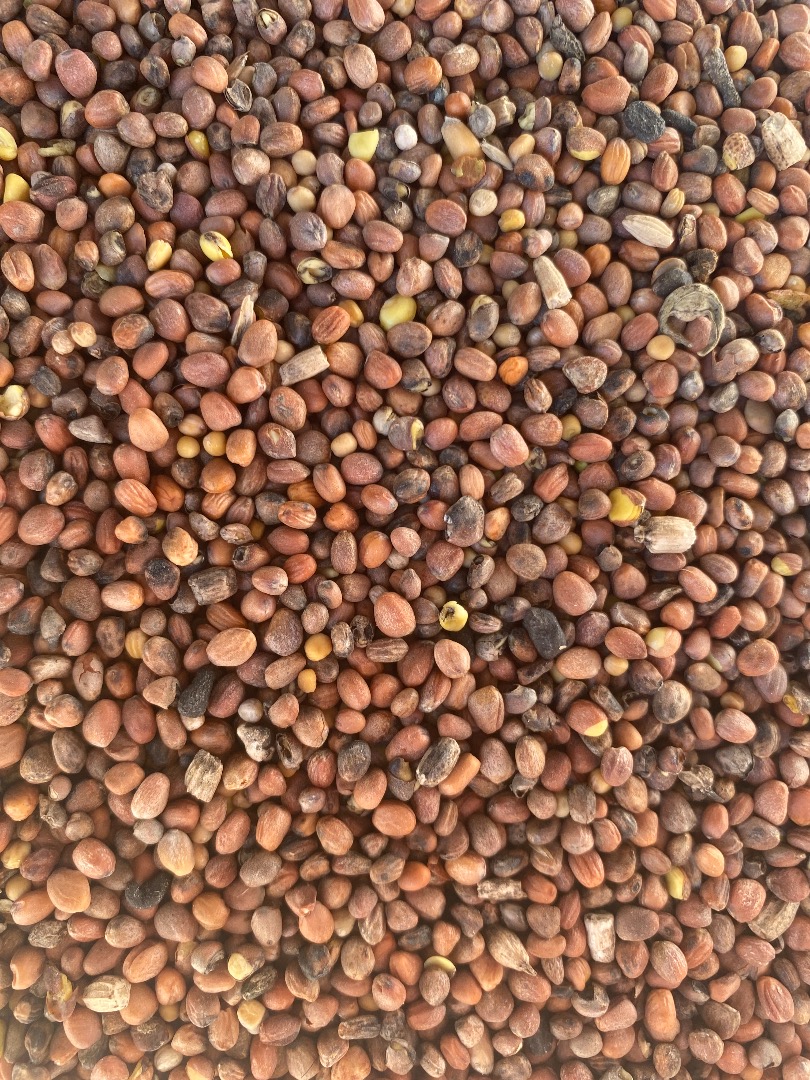 I will sell oily radish with an admixture of mustard seeds