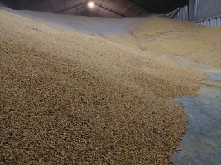 Sprzedam suchą kukurydzę w ilości 2000 tons. I will