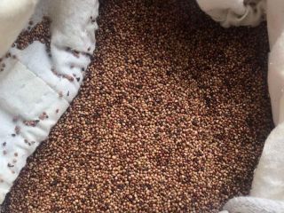 I will sell strawberry seeds, perfect for Cosmetic Oil,