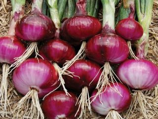 Red Burgundy Onion Seeds 200+ Vegetable Garden HEIRLOOM NON-GMO