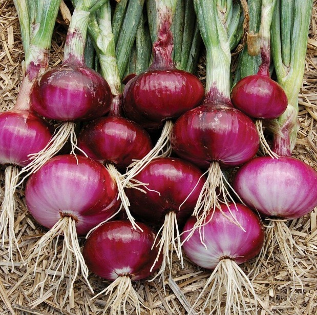 Red Burgundy Onion Seeds 200+ Vegetable Garden HEIRLOOM NON-GMO FREE SHIPPING