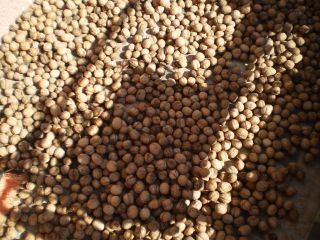 We offer 450 kilograms of quality walnuts, harvest 2022