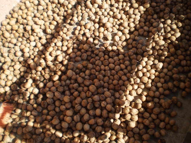 We offer 450 kilograms of quality walnuts, harvest 2022