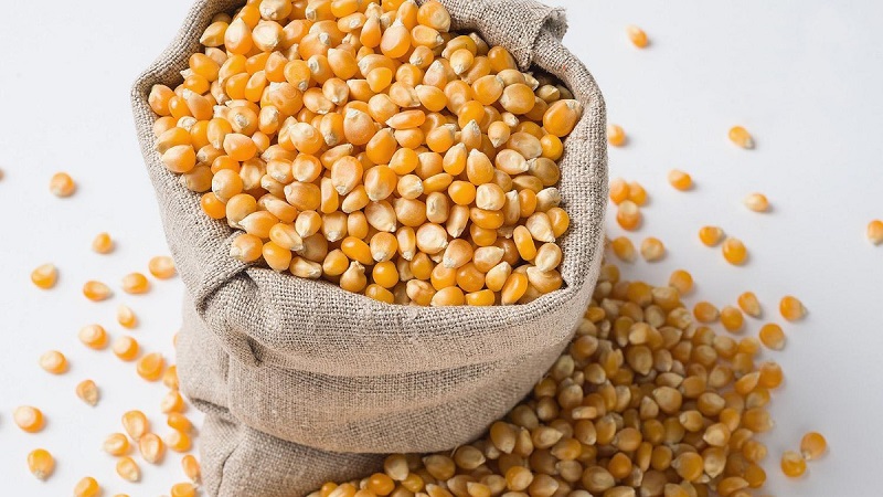 I can deliver large quantities of corn, wheat and other grains
