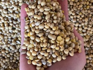 We sell soybeans, very good quality, all indicators normal,
