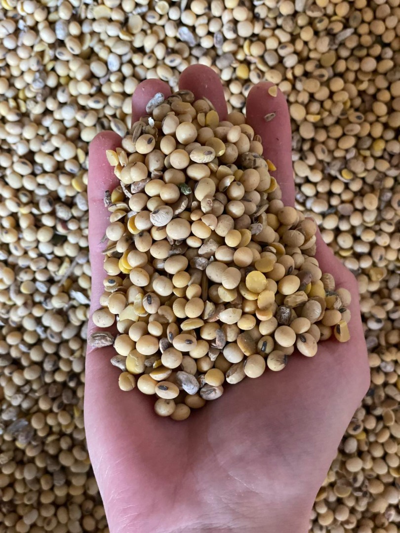We sell soybeans, very good quality, all indicators normal, disputed 3%