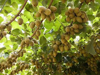 For sale, freshly picked kiwifruit of good calibration