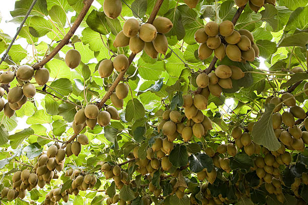 For sale, freshly picked kiwifruit of good calibration