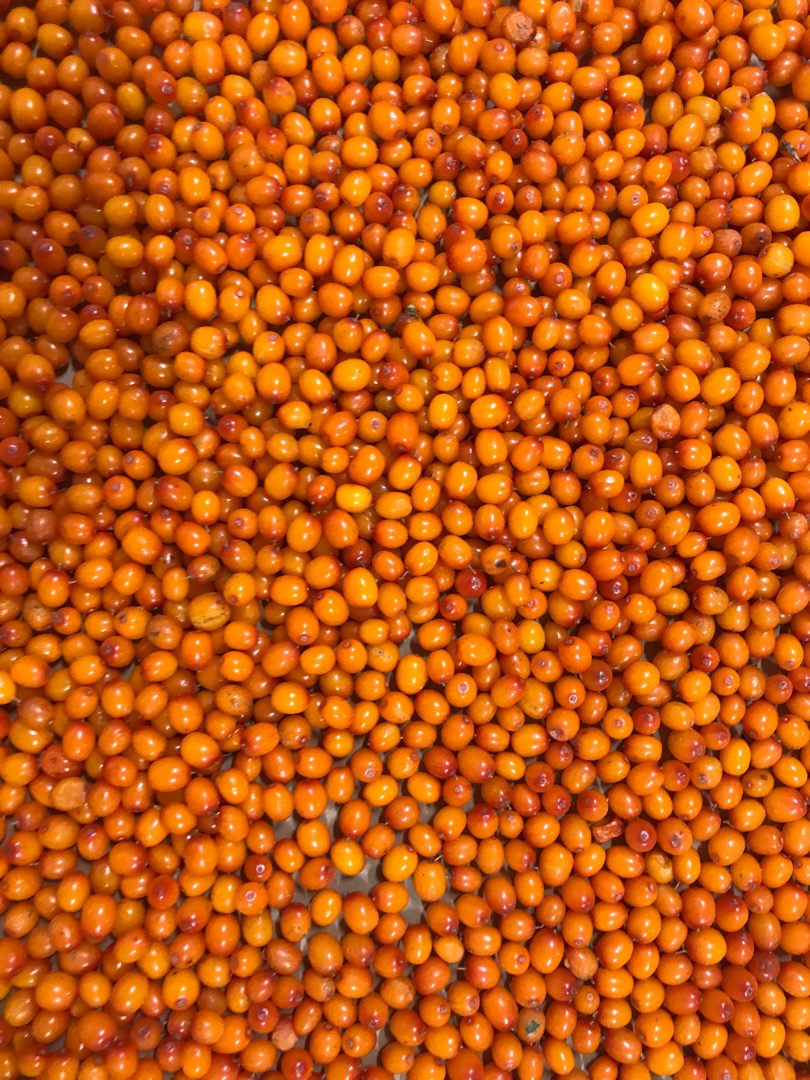 We offer IQF Frozen Seabuckthorn