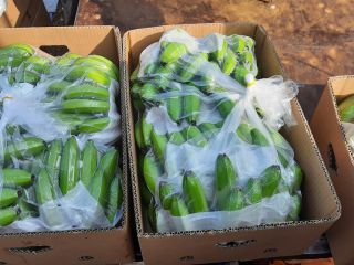 BANANA PRODUCING COMPANY EN ECUADOR WE ARE LOOKING FOR