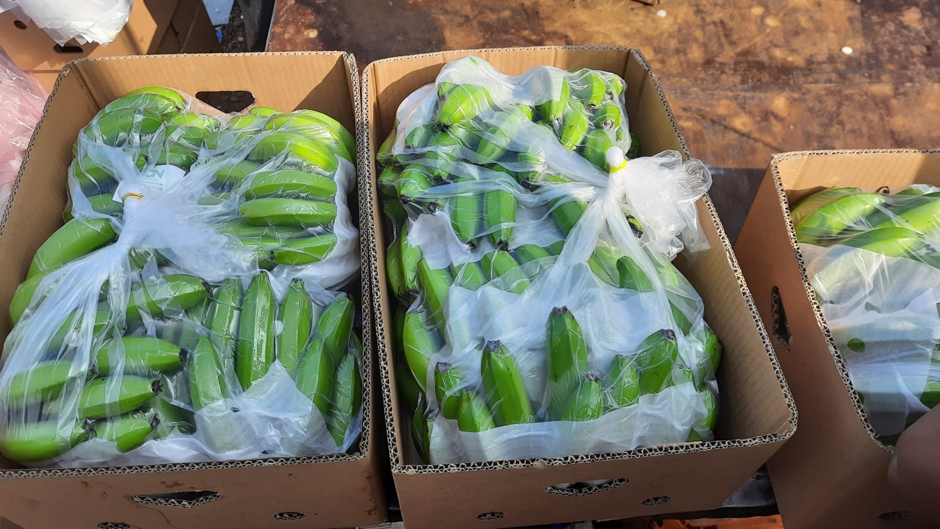 BANANA PRODUCING COMPANY EN ECUADOR WE ARE LOOKING FOR NEW CLIENTS TO SELL OUR PRODUCTION OF CAVERNISH PREMIUM BANANAS AT AFFORDABLE PRICES 12$ BOX 20 KG FOB