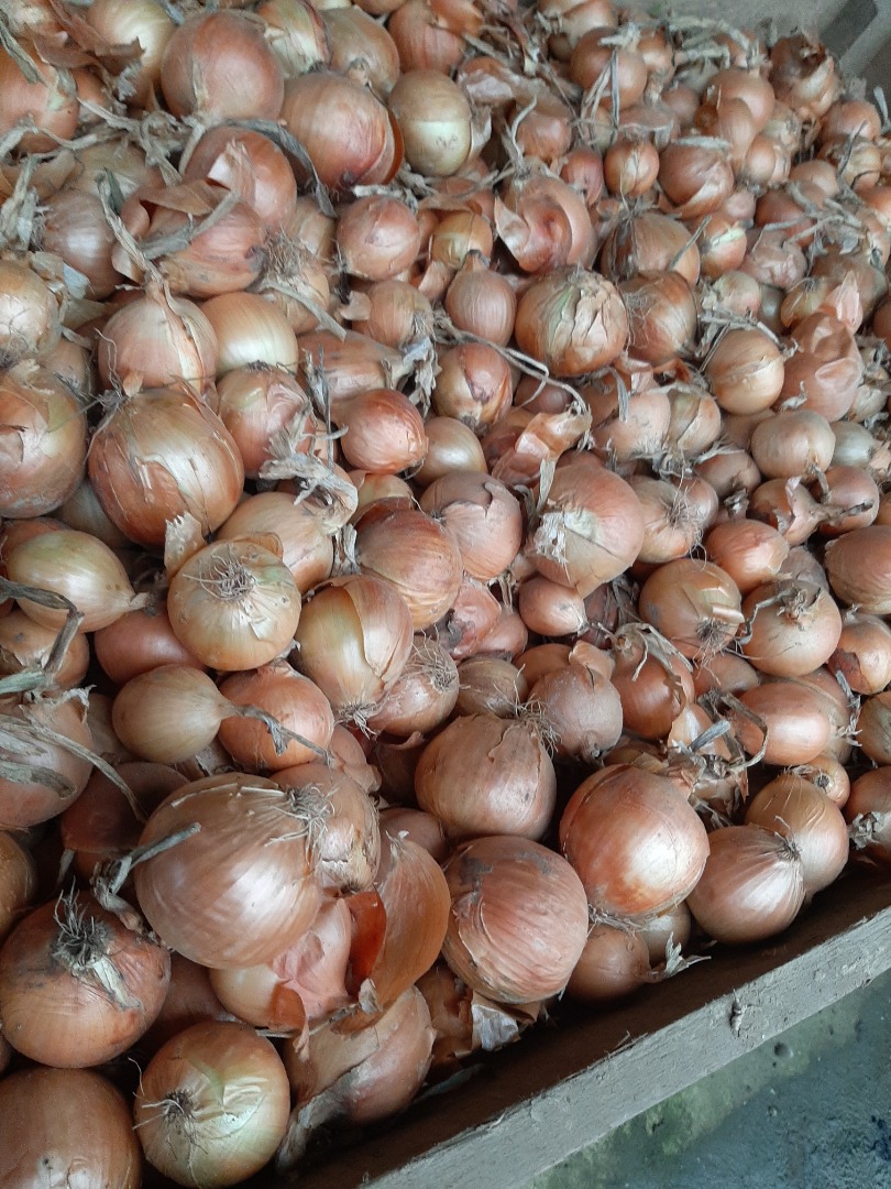 I will sell onion kal.5+