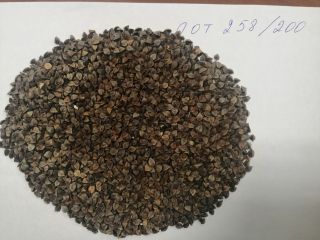 LLC Smoleńsk Agro Export eksportuje grykę pochodzenia rosyjskiego DAP-kraje
