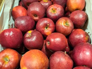Hello. I will sell an apple variety Szmpion Prince
