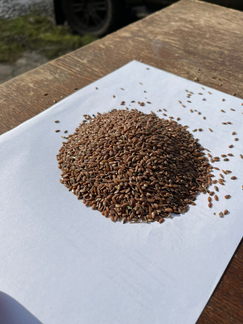 LLC Smoleńsk Agro Export eksportuje siemię lniane żółte i brązowe pochodzenia rosyjskiego DAP kraje UE
