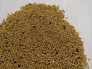 LLC Smolensk Agro Export exports white, yellow and black