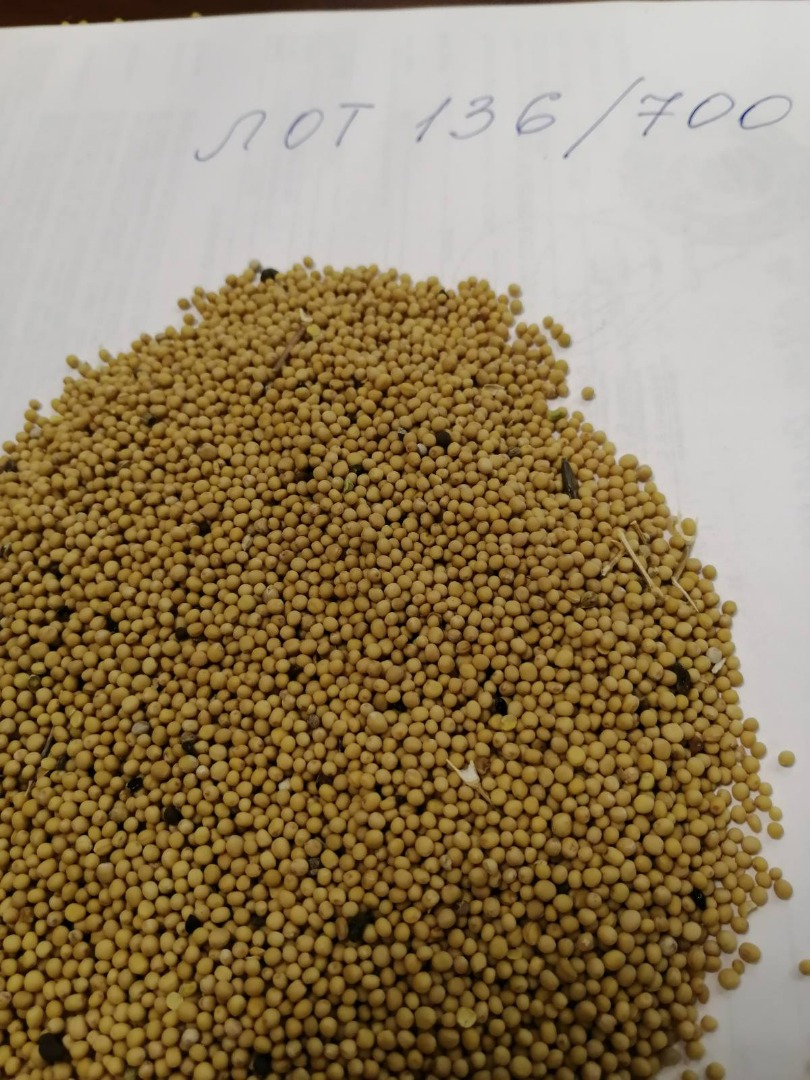LLC Smolensk Agro Export exports white, yellow and black mustard seeds, Russian origin, DAP EU-countires