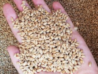 I will sell wheat from Ukraine 1000 tons 4th