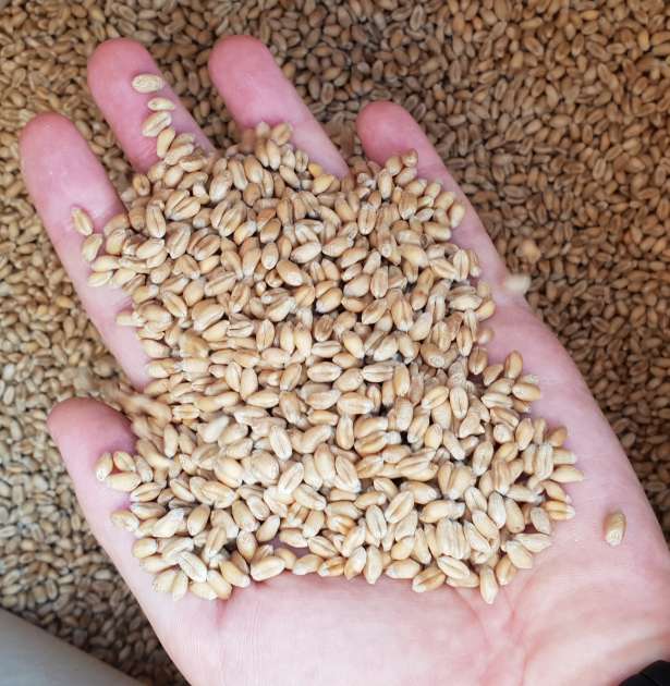 I will sell wheat from Ukraine 1000 tons 4th grade Price with delivery - Lana