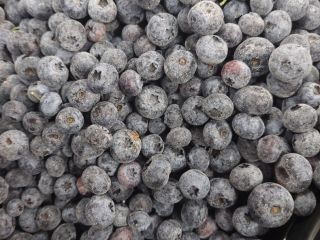 Iqf cultivated blueberries (duke,bluecrop) Quantity 21 tons Packing 10kg