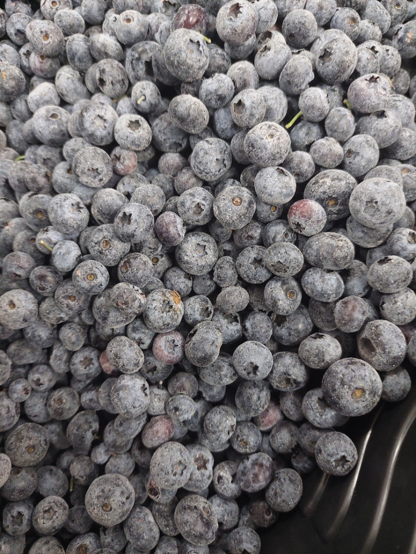 Iqf cultivated blueberries (duke,bluecrop) Quantity 21 tons Packing 10kg box 33 pal