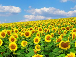 We sell sunflowers harvested in 2022. Moisture 5-6% Weediness