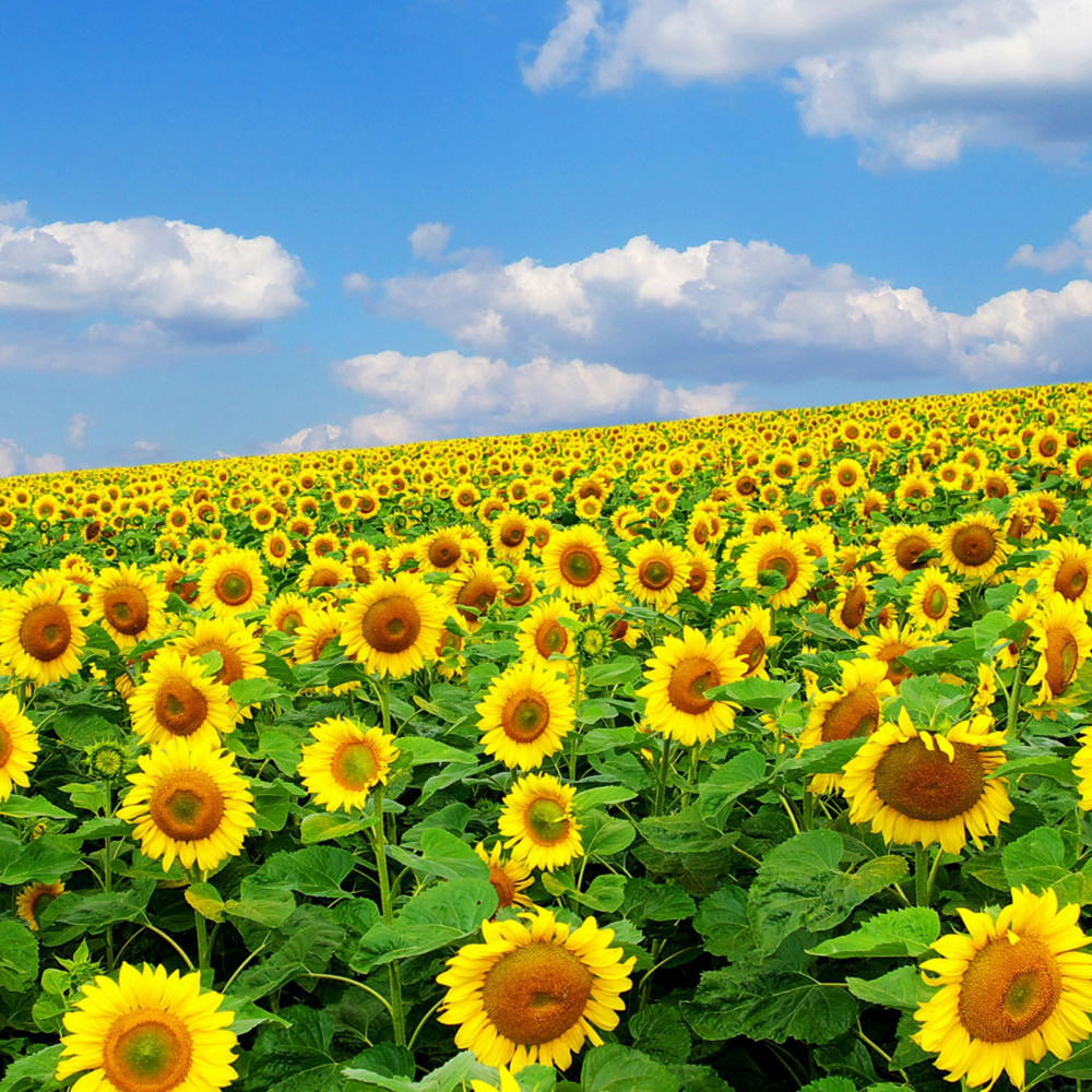 We sell sunflowers harvested in 2022