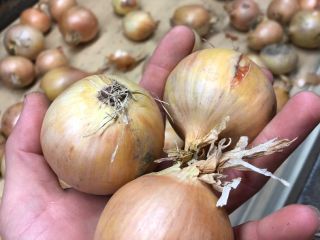 Hello. I have yellow onions for sale. Sorted and