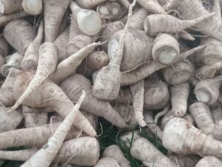 I have washed parsley root for sale