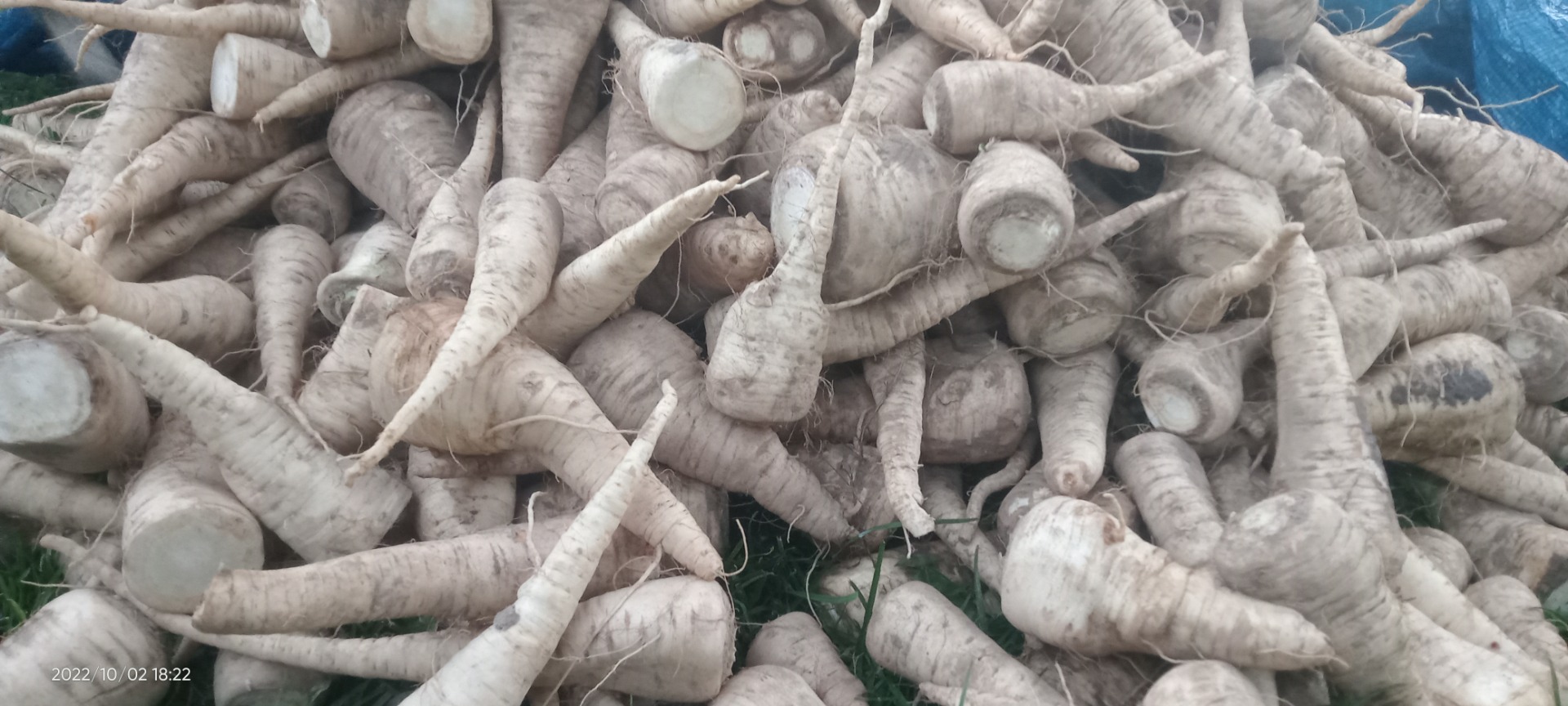 I have washed parsley root for sale