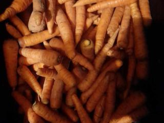 I will sell carrots from my own cultivation without