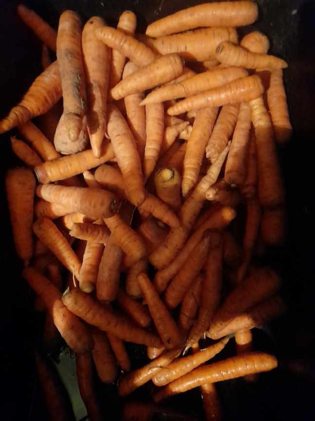 I will sell carrots from my own cultivation without any fertilizers (you can test)