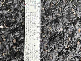SUNFLOWER SEEDS Quality: Oil content: 49.7% Moisture: up to