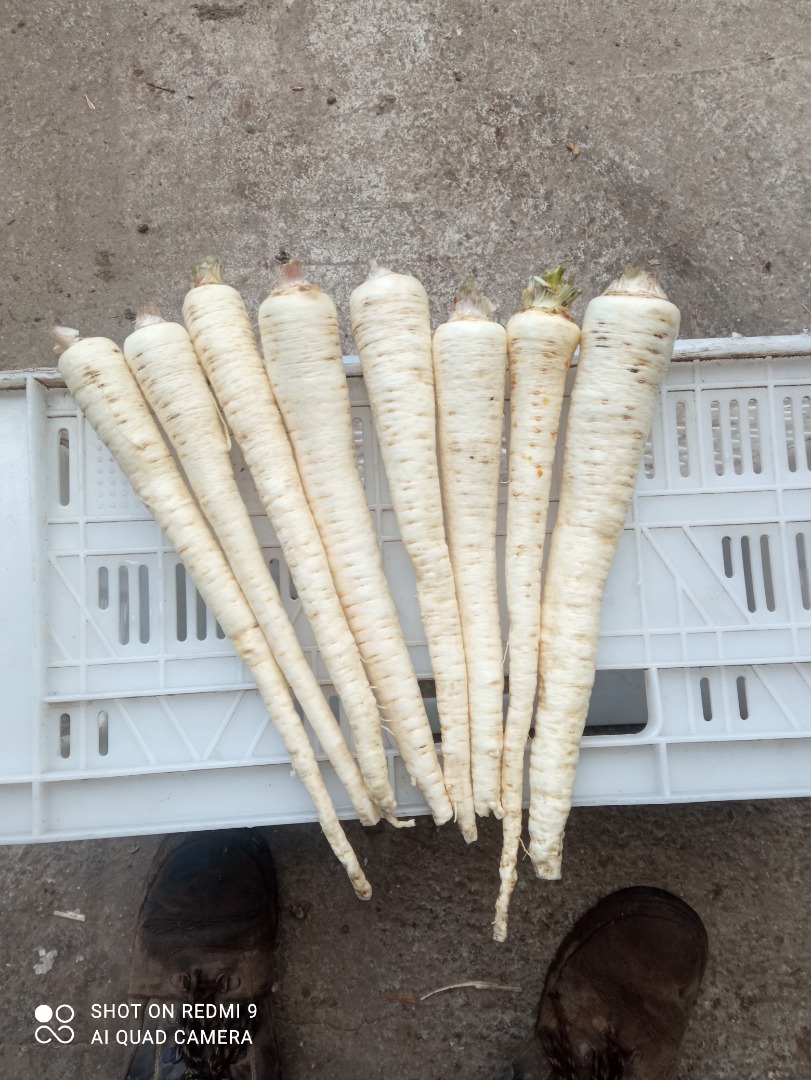 Hello, I am selling parsley washed to order, packaging to be agreed
