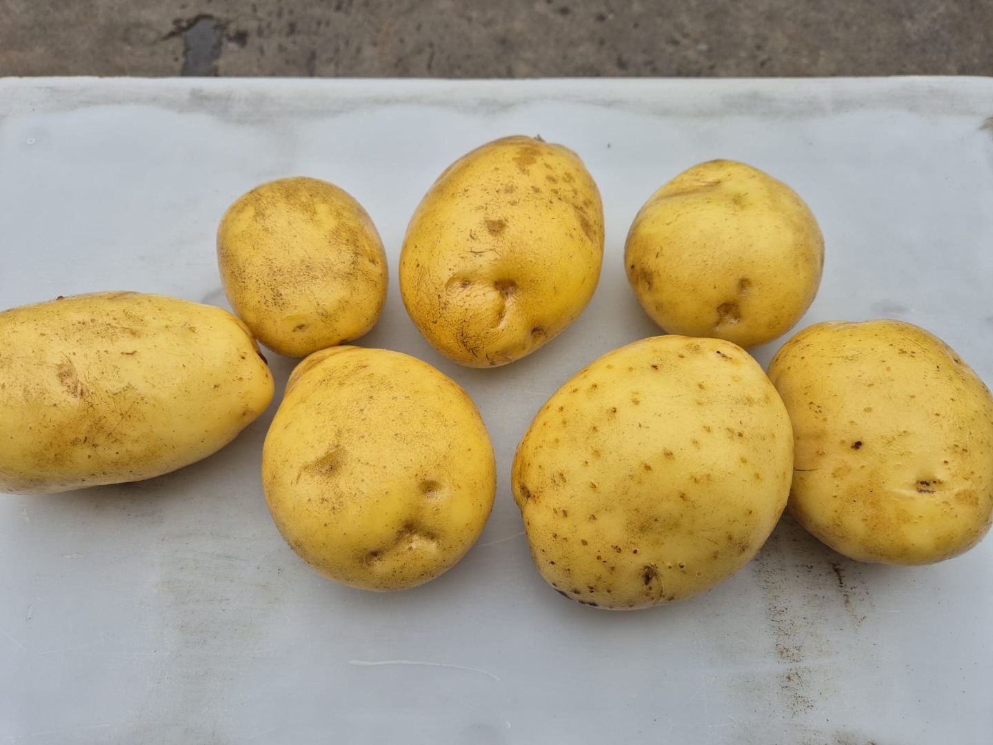 for sale red , yellow potato
