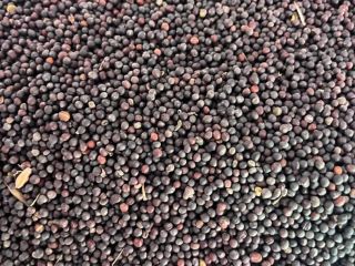 A Polish company sells rapeseed of Ukrainian origin with