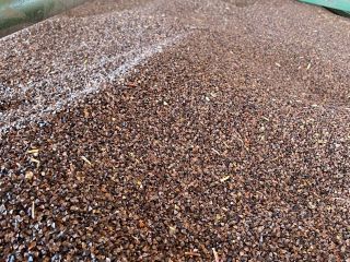 Hello, I am selling cleaned buckwheat, harvest 2022, humidity
