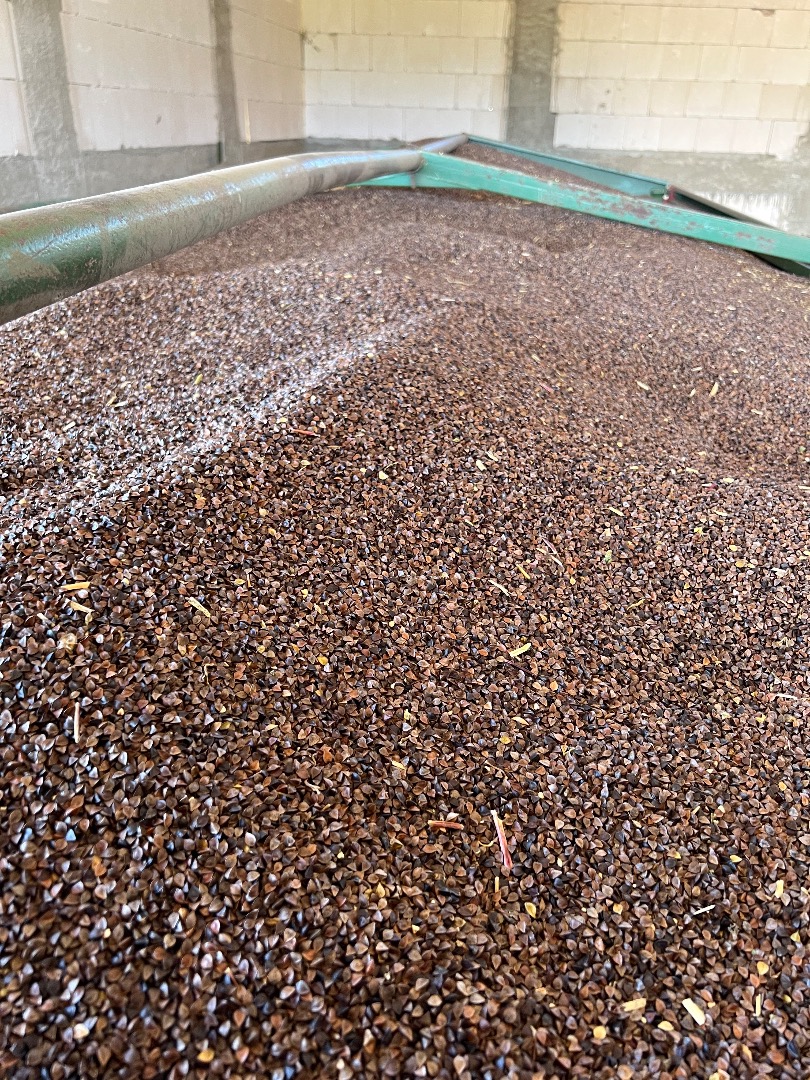 Hello, I am selling cleaned buckwheat, harvest 2022, humidity 13.5%