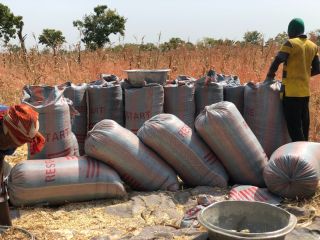 31 Bags of dried maize available ( 100kg/bag). Price