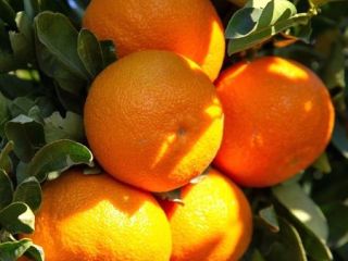 Between November and February the famous tangerine orchards of
