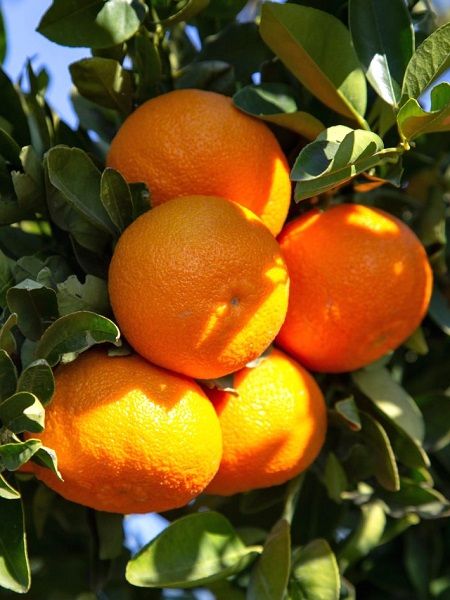 Between November and February the famous tangerine orchards of Bodrum are filling with orange tangerines which have a quite extraorinatry tangerine scent